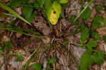 Manhart's sedge